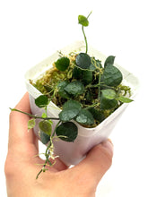 Load image into Gallery viewer, Dischidia Hirsuta