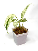 Load image into Gallery viewer, Epipremnum Pinnatum &#39;Marble&#39; Variegated