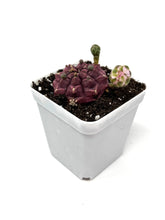 Load image into Gallery viewer, Gymnocalycium Mihanovichii ‘Day Dream’ (Ships within Canada only)