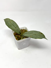 Load image into Gallery viewer, Hoya Mitrata Silver C