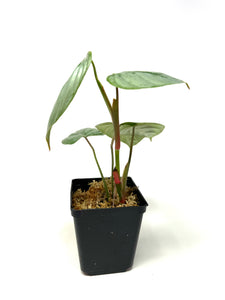 Philodendron Sodiroi