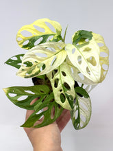 Load image into Gallery viewer, Monstera Adansonii Variegated D