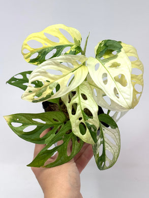 Monstera Adansonii Variegated D