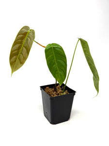 Philodendron Sharoniae