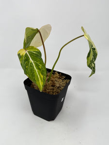 Philodendron Gloriosum Variegated F