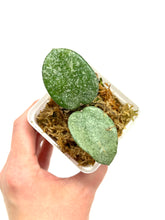 Load image into Gallery viewer, Hoya Carnosa ‘Grey Ghost’