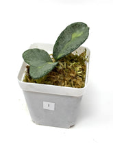 Load image into Gallery viewer, Hoya Carnosa ‘Argentea Princess’ I