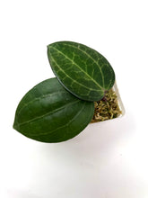 Load image into Gallery viewer, Hoya Tjadasmalangensis