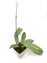 Load image into Gallery viewer, Hoya Pubicalyx Pink Silver Ghost B