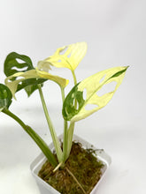 Load image into Gallery viewer, Monstera Adansonii Albo Variegated F