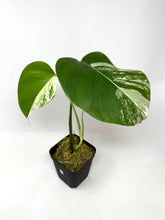 Load image into Gallery viewer, Monstera Deliciosa Albo Variegated M