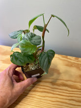 Load image into Gallery viewer, 61. Philodendron Sodiroi Ornatum