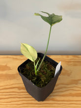 Load image into Gallery viewer, 173. Rhaphidophora Tetrasperma Variegated