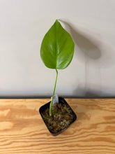 Load image into Gallery viewer, 134. Monstera Deliciosa Albo Variegated