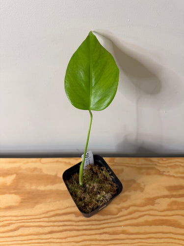 134. Monstera Deliciosa Albo Variegated