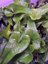 Load image into Gallery viewer, Anthurium Corong x Villenaorum