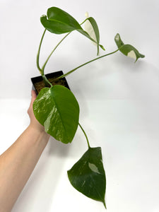 Monstera Deliciosa Albo Variegated I