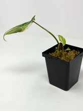 Load image into Gallery viewer, Philodendron Gloriosum Variegated D