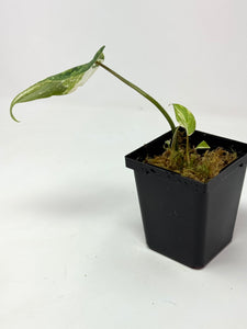 Philodendron Gloriosum Variegated D