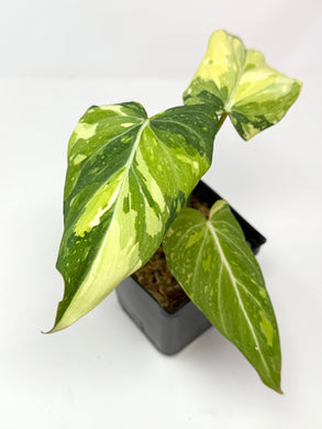 Philodendron Gloriosum Variegated A