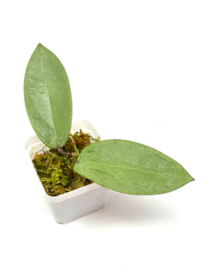 Hoya Silver Dollar