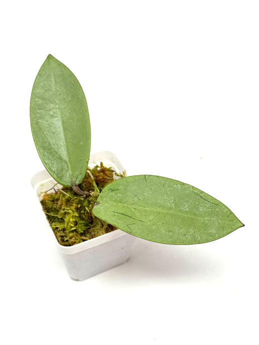 Hoya Silver Dollar