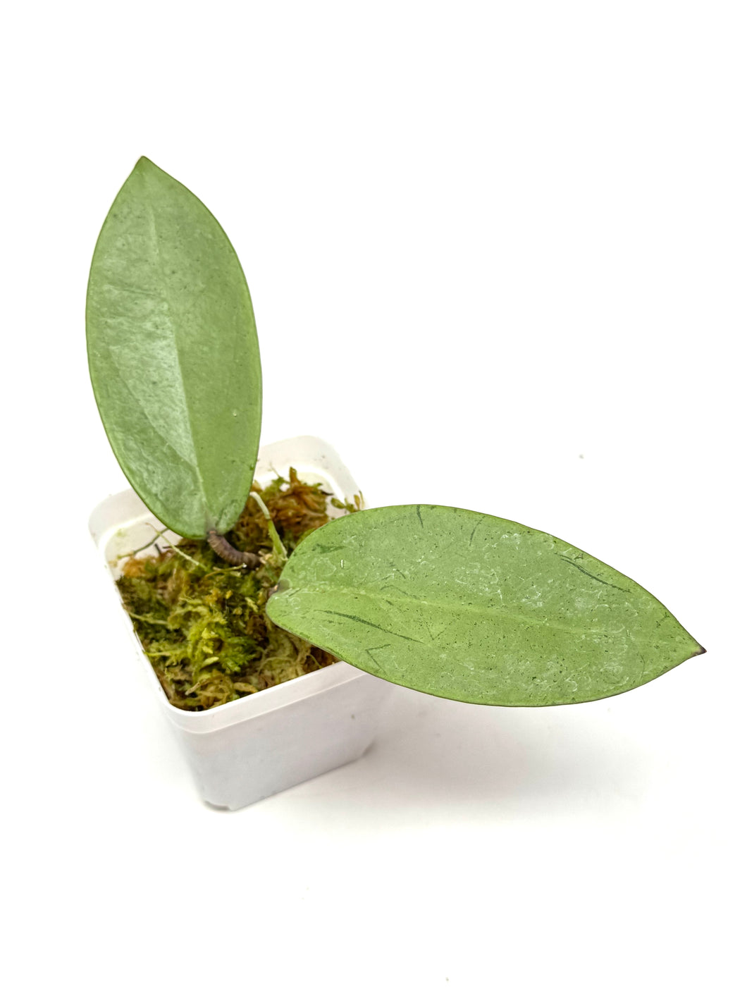 Hoya Silver Dollar