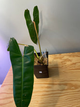 Load image into Gallery viewer, 65. Philodendron Billietiae