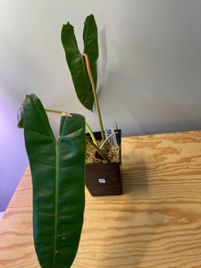 65. Philodendron Billietiae