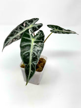 Load image into Gallery viewer, Alocasia Bambino Pink Variegated H