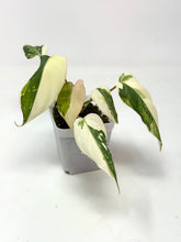 Load image into Gallery viewer, Philodendron Gloriosum Variegated C