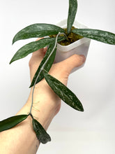 Load image into Gallery viewer, Hoya Minibelle Splash