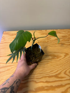 182. Philodendron Mayoi