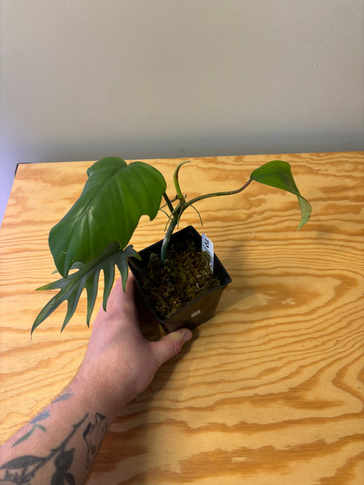 182. Philodendron Mayoi