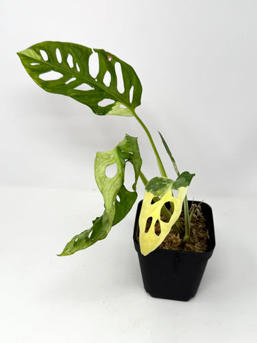 Monstera Adansonii Variegated F
