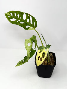 Monstera Adansonii Variegated F