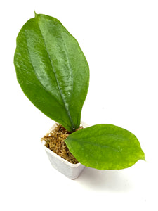 Hoya Lambii