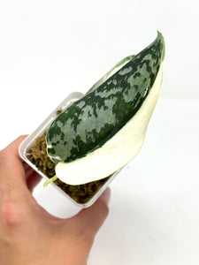 Scindapsus Mayari Variegated A