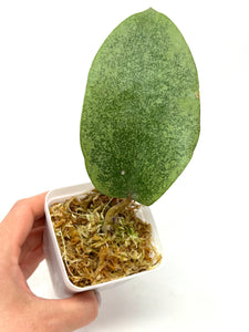 Hoya Glabra Silver F