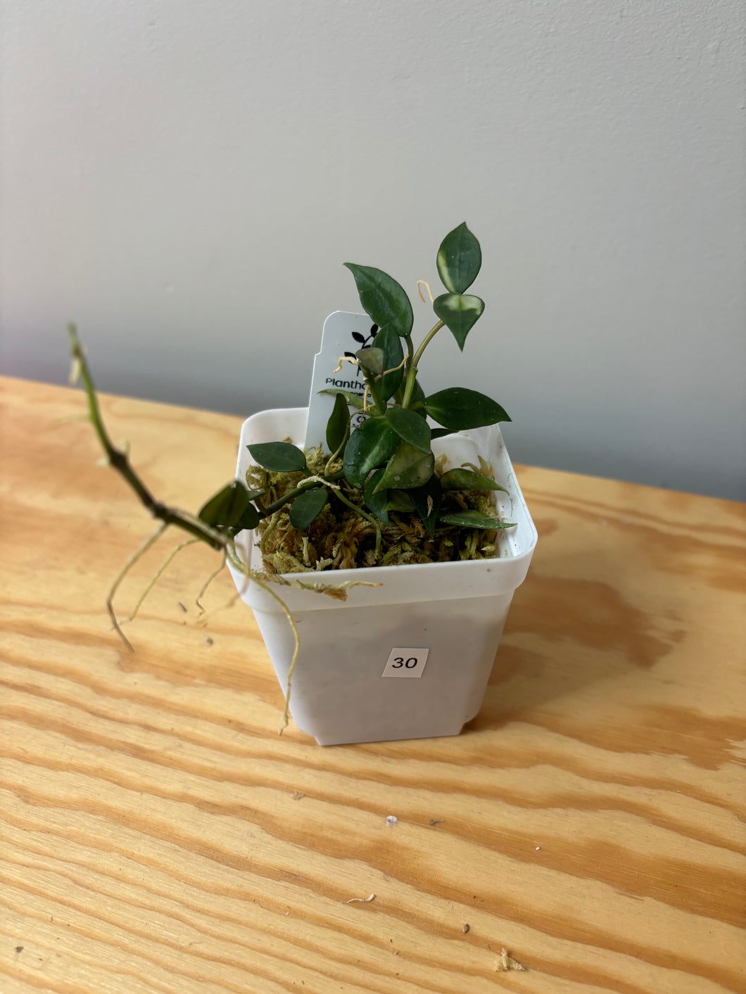 30. Hoya Lacunosa Variegated
