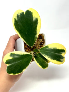 Hoya Kerrii Albo Variegated