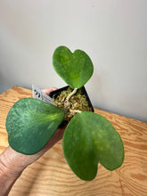 Load image into Gallery viewer, 101. Hoya Kerrii Variegated (inner)