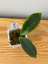 Load image into Gallery viewer, 43. Hoya Vorapol
