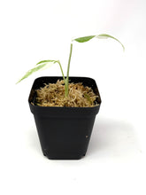 Load image into Gallery viewer, Monstera Deliciosa Albo Variegated A (juvenile)