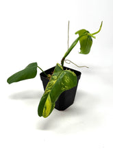 Load image into Gallery viewer, Philodendron Bipennifolium Violin Variegated C