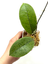 Load image into Gallery viewer, Hoya Forbesii Silver