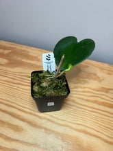 Load image into Gallery viewer, 95. Hoya Kerrii Variegated (inner)