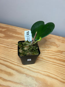95. Hoya Kerrii Variegated (inner)