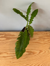 Load image into Gallery viewer, 277. Philodendron Ring of Fire