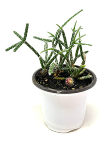 Rhipsalis Pilocarpa (ships within Canada only)